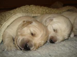 Golden Retriever hvalpe