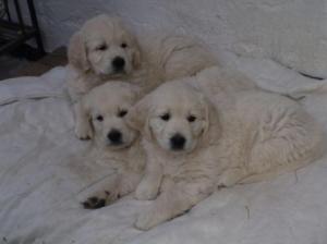 Golden Retriever hvalpe