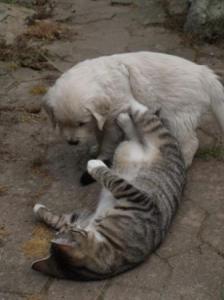 Golden Retriever hvalpe