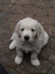Golden Retriever hvalpe
