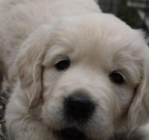 Golden Retriever hvalpe